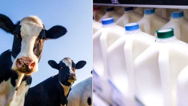 cows istock milk