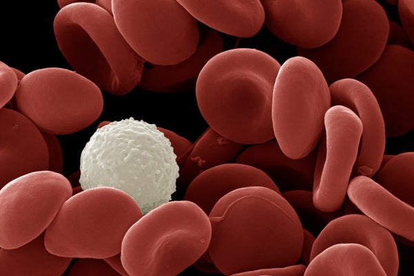 Human blood cells