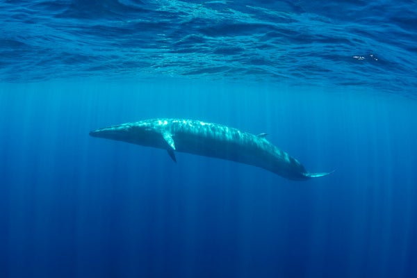 brydes whale