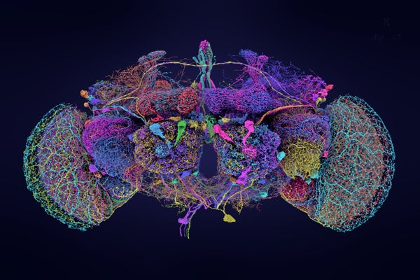 50 largest neurons of the fly brain connectome