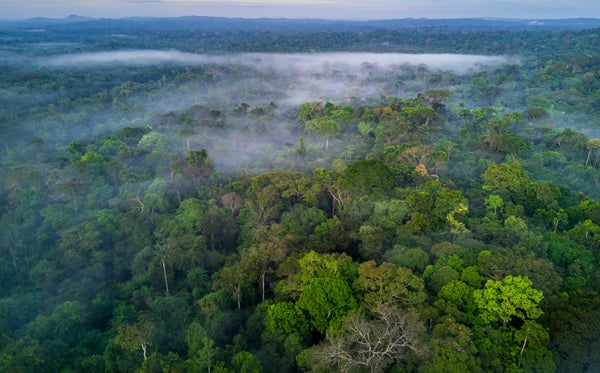 Rainforest tree canopy in fog