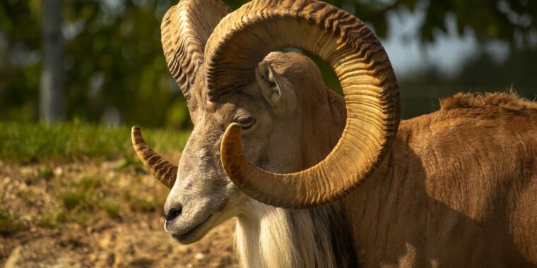 argali sheep