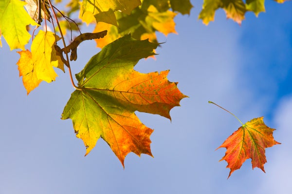 fall foilage on blue sky