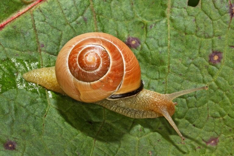 brown lipped snail on leaf