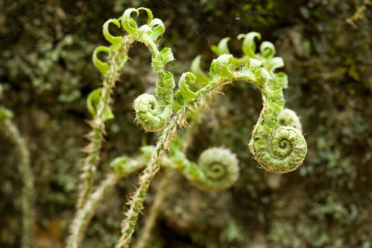 christmas fern polystichum acrostichoides