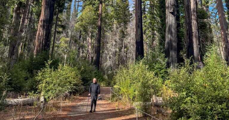 urlhttps3A2F2Fcalifornia times brightspot.s3.amazonaws.com2F252F3f2F9965c491460697bb5242128b84742Fla wk big basin redwoods state park 7852 horizontal