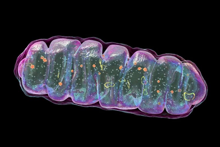 mitochondria structure illustration