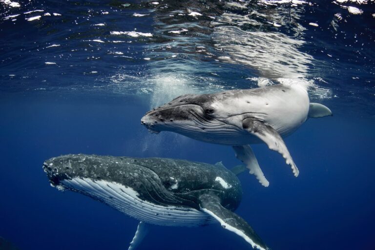 humpback whale and calf underwater